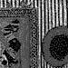 b_snbw.jpg (3338 bytes)